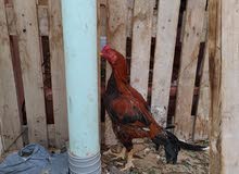 Pakistani rooster  and kochin chickens available
