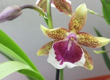 ORCHID PLANT/ شتلات أوركيد ORCHID PLANT/ شتلات أوركيد