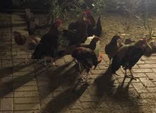 دجاج عربي حجمه كبير دجاج عربي حجمه كبير