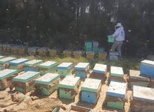بيع طرود النحل بيع طرود النحل