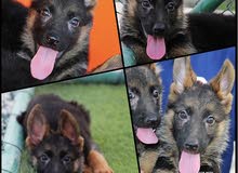 german shuber puppise 4 sale german shuber puppise 4 sale
