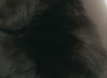 شيرازي شيرازي