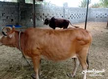 بقره عمانيه للبيع والده ولدتين تحتاج ثور بقره عمانيه للبيع والده ولدتين تحتاج ثور