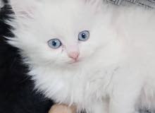 قطط صغيرة بيضاء وغير بيضاء السعر 70 دولار