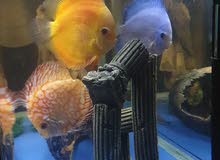 3 discus fish big 3 discus fish big
