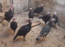 الديك الرومي . ببي للبيع عمر 6شهور و5شهور الديك الرومي . ببي للبيع عمر 6شهور و5شهور
