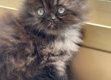 persian cat 2 months for sale persian cat 2 months for sale