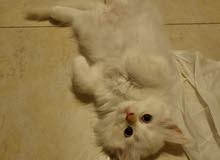 persian kittens 2 months old male and female available persian kittens 2 months old male and female available