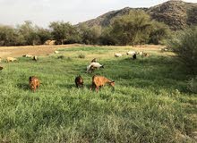 ماعز جنوبي للبيع ماعز جنوبي للبيع