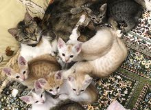 قطط للبيع قرب الشهرين في العين cats for sale in alain قطط للبيع قرب الشهرين في العين cats for sale in alain