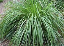 lemon grass عطره lemon grass عطره