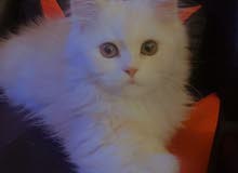 قطوه شيرازيه قطوه شيرازيه