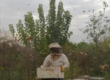 عسل حر قطف الربيع و الحمضيات والجبلي عسل حر قطف الربيع و الحمضيات والجبلي