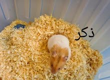 للبيع زوج همستر مع العيال للبيع زوج همستر مع العيال