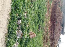 نمره500 متر