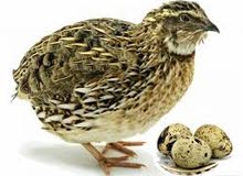 للبيع فري وبيض الفري quail and quail egg للبيع فري وبيض الفري quail and quail egg