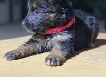 German Shepard German Shepard