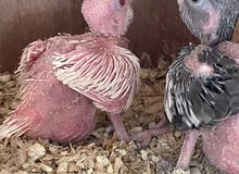 Albino Red eyes & Whiteface Cockatiel Chicks for sale Albino Red eyes & Whiteface Cockatiel Chicks for sale