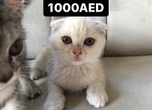 قطط شيرازيه قطط شيرازيه