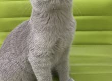 Breed british short hair male and female Breed british short hair male and female