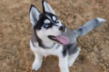 vendre chien haski yeux bleus âge 8 chhour Numéro vendre chien haski yeux bleus âge 8 chhour Numéro
