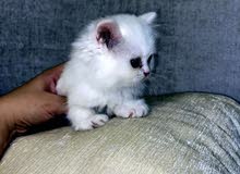 قطه شيرازيه قطه شيرازيه