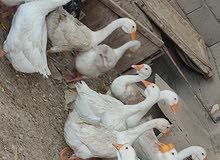 وز الكوبرا البلغاري الاصلي وز الكوبرا البلغاري الاصلي