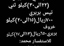 غنم للاضاحي السعر قابل للتفاوض غنم للاضاحي السعر قابل للتفاوض
