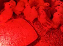 دجاج براهما صغار دجاج براهما صغار