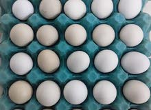 free range chicken egg free range chicken egg
