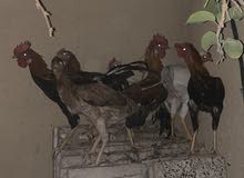 دجاج عرب دجاج عرب