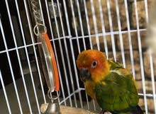 صن كنيور صن كنيور
