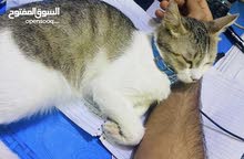 قطه مفقوده الي يلكاها ويرجعها اله جائزه ماليه