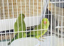 ببغاء دره ببغاء دره