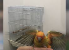 فروخ سن كنيور sun conure Chicks فروخ سن كنيور sun conure Chicks