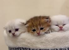 Pure Scottish kittens for sale للبيع سكوتش كتنز بيور