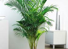 plant areca palm, outdoor- indoor plant plant areca palm, outdoor- indoor plant