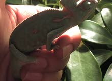 chameleon for sale chameleon for sale