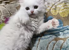 قطه شيرازي قطه شيرازي