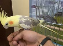 للبيع 6حبات طيور حب ربوه للبيع 6حبات طيور حب ربوه