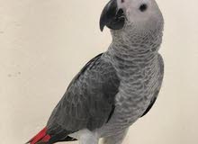 African gray 5-6 month friendly tamed African gray 5-6 month friendly tamed