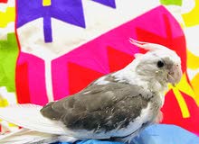 Cockatiel Cockatiel