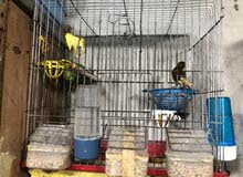 طيور للبيع طيور للبيع