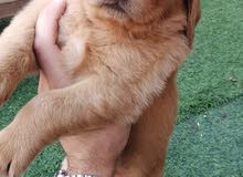 Golden retriever puppies Golden retriever puppies