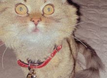 Female Persian Cat Female Persian Cat