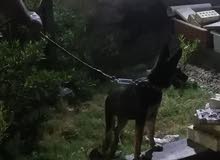 كلبه جيرمن كلبه جيرمن