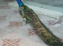 للبيع ذكر طاووس