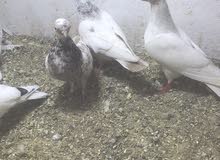 حمام فنر حمام فنر