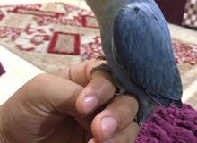 للبيع لوفبيرد متعود يجيك طيران حجم ماءشاء الله السعر 20 للتواصل / وتسب فقط للبيع لوفبيرد متعود يجيك طيران حجم ماءشاء الله السعر 20 للتواصل / وتسب فقط