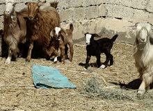 للبيع اغنام 4 كل وحده مع ولدها ما شاء الله عليهن ولادهن رويانات حليب حلال طيب شي فاخر فرصة الي يريد